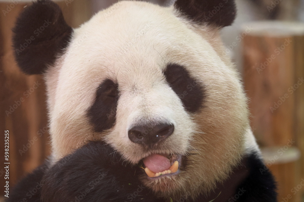 Obraz premium 白浜のパンダ結浜