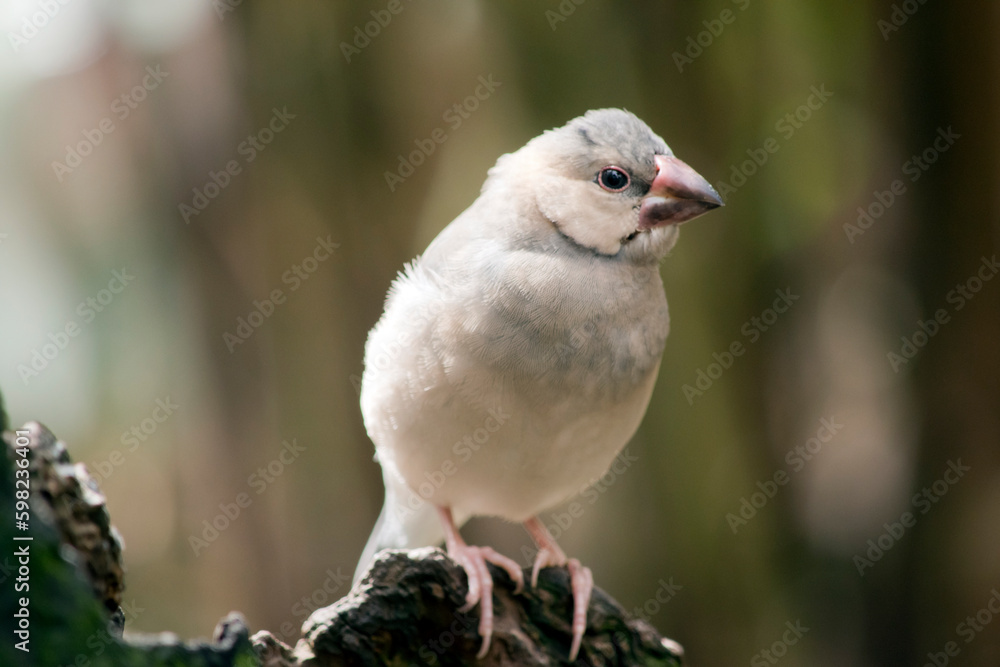 Obraz premium the young java finch is perched on a tree stump