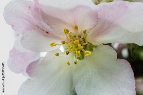 arbre fruitier en fleur