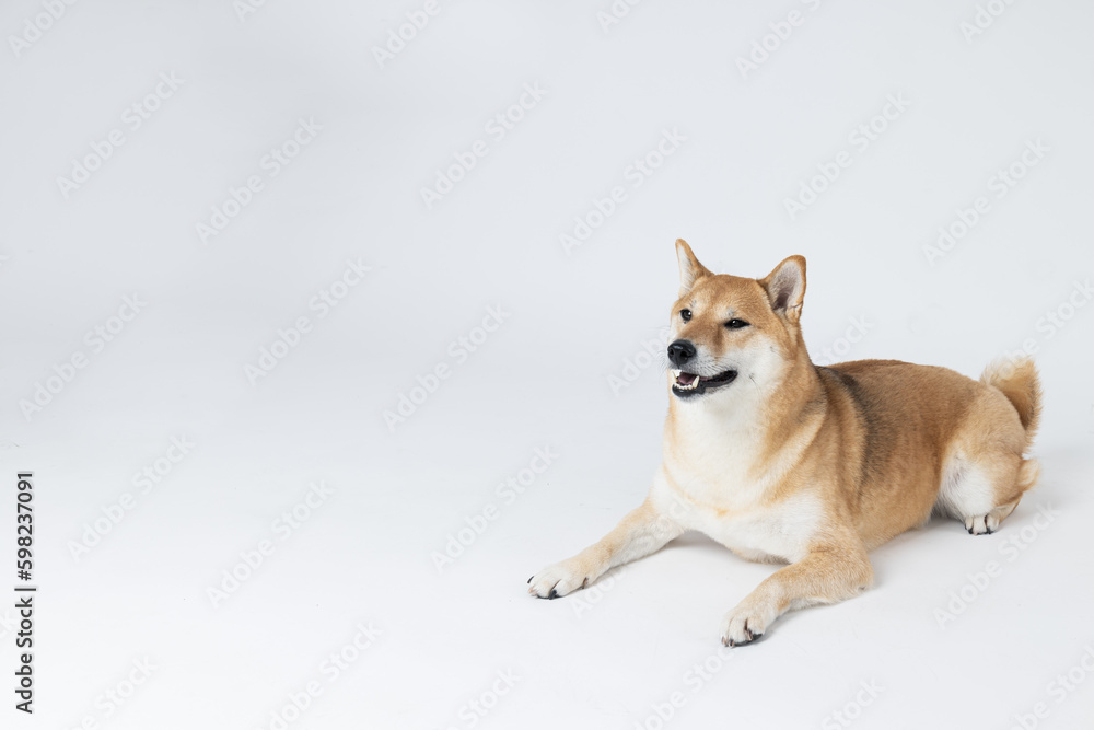 Shiba Inu cute dog on white background Shiba Inu cute dog on white background
