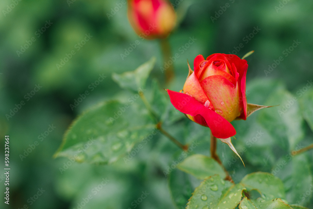 Red and yellow rose bud in the garden in summer after the rain close-up Red and yellow rose bud in the garden in summer after the rain close-up