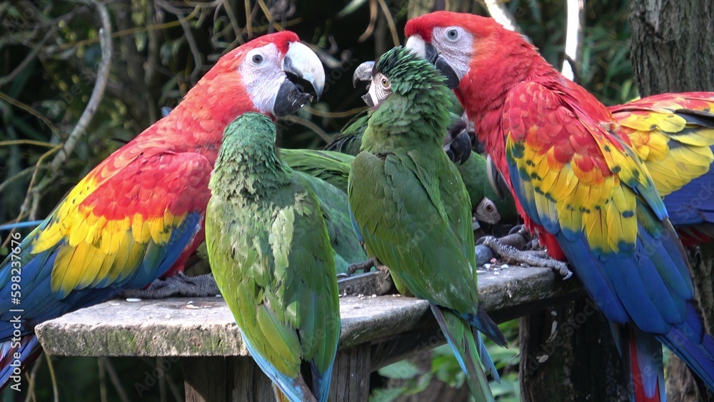 Obraz premium Group of Ara parrots, Red parrot Scarlet Macaw, Ara macao