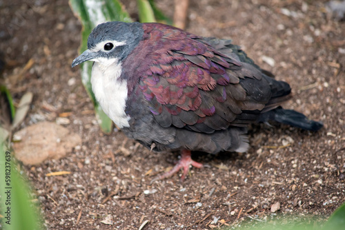 this is a side view of a New Guinea white breasted ground dove © susan flashman