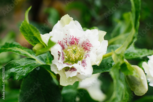 Beautiful white pink flower of Hellebore Oriental Double Ellen White Spotted photo