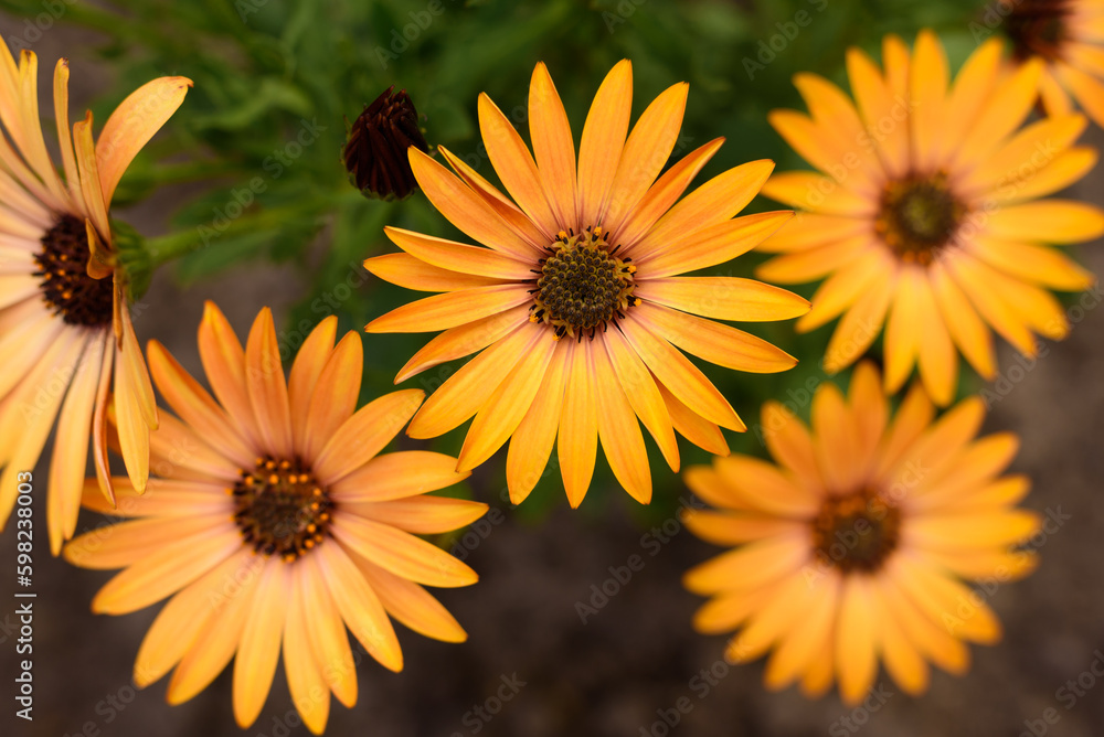 Obraz premium Yellow osteospermum flowers in the summer garden