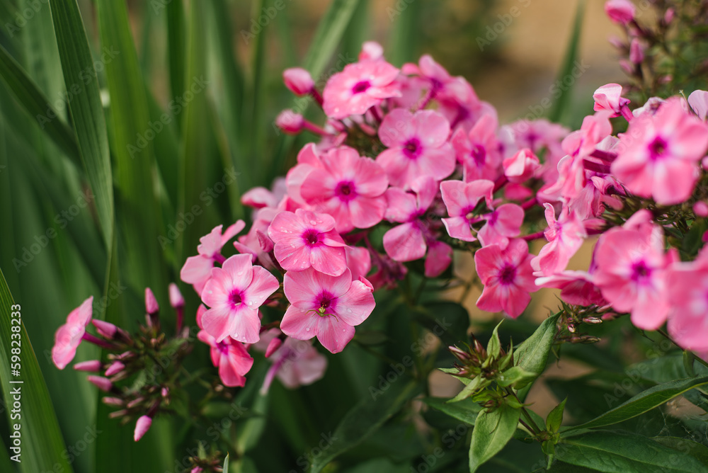 Pink flowers of paniculata phlox Olenka in the garden in summer Pink flowers of paniculata phlox Olenka in the garden in summer