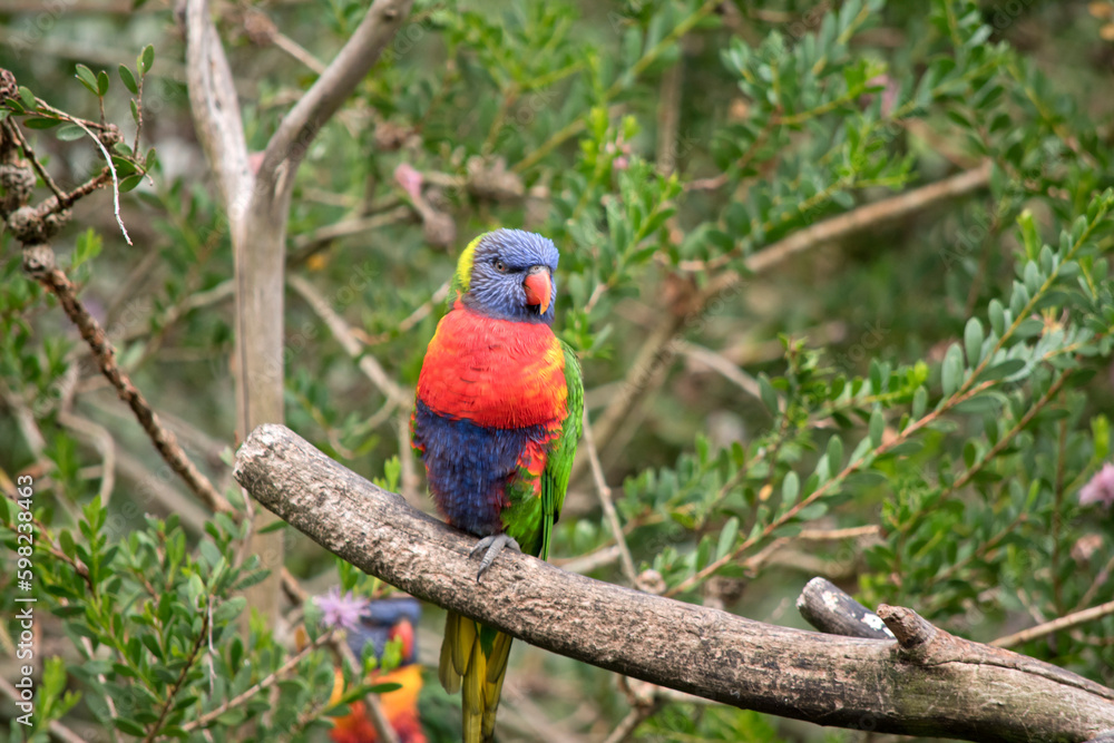 the rainbow lorikeet is perched on a tree branch the rainbow lorikeet is perched on a tree branch