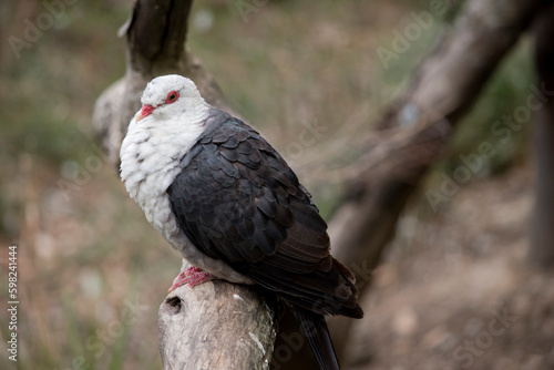 the white headed pigeon is perched on a tree branch