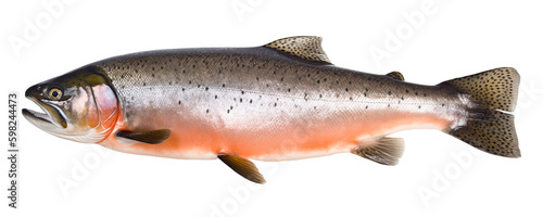 Salmon fish isolated on transparent background png file