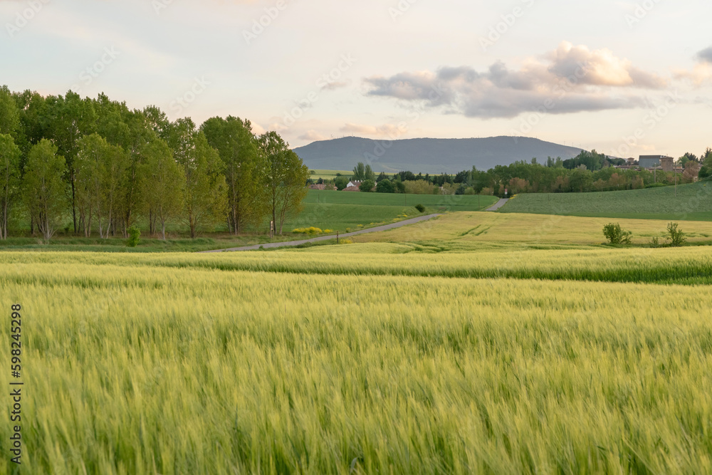 Crop fields of cereal at sunset. Barley Crop fields of cereal at sunset. Barley