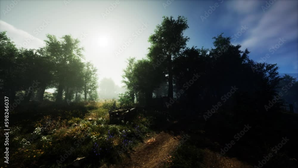 mystical forest with fog and shining behind trees mystical forest with fog and shining behind trees
