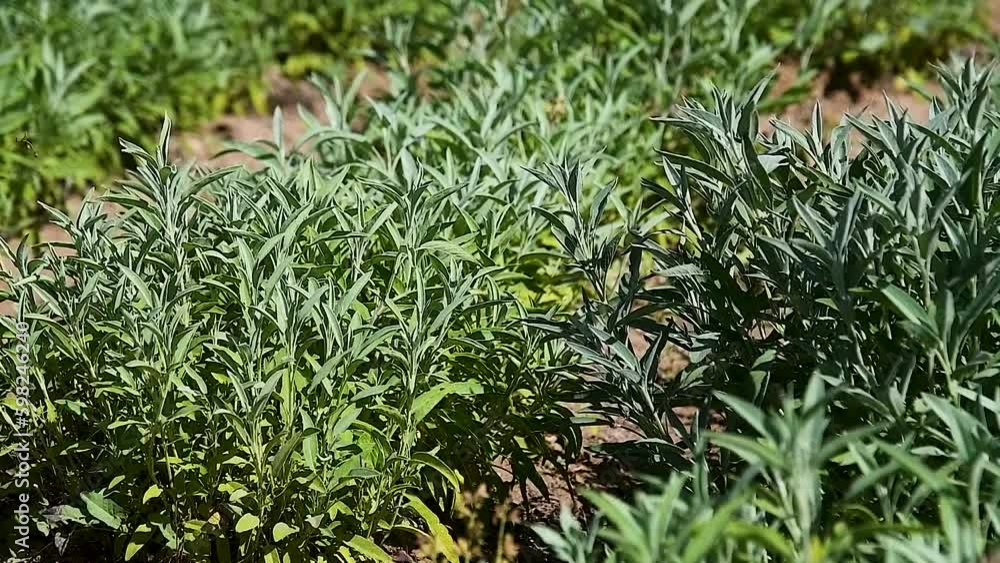 Sage bushes (Salvia officinalis) grow in a garden bed Sage bushes (Salvia officinalis) grow in a garden bed