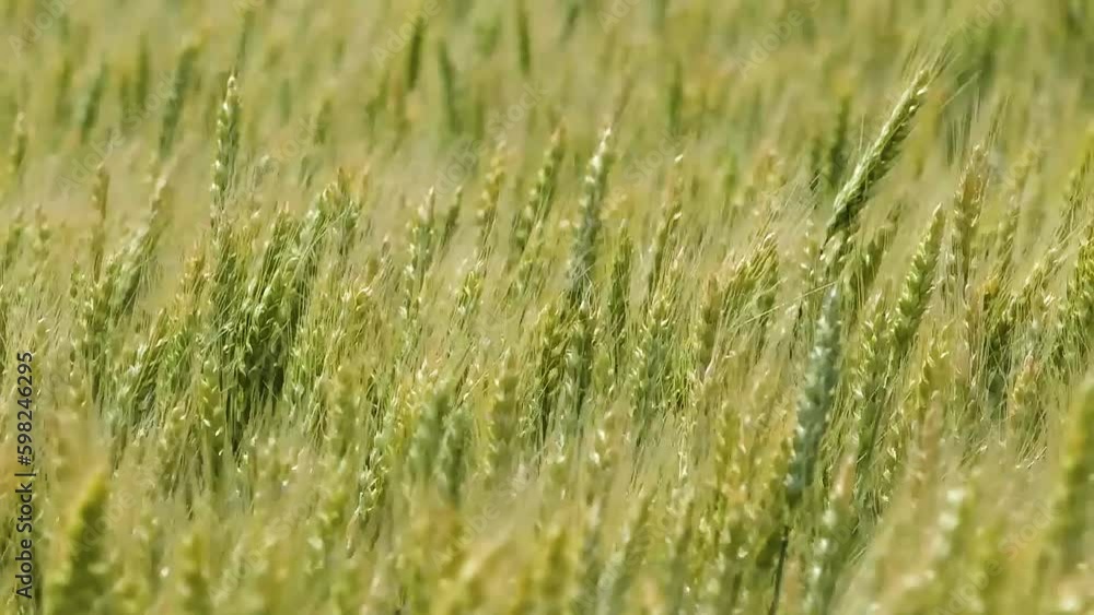 Green wheat field on a sunny summer day. Ears of wheat close-up Green wheat field on a sunny summer day. Ears of wheat close-up