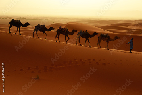 Tuareg with camels walk thru the desert on the western part of The Sahara Desert in Morocco. The Sahara Desert is the world s largest hot desert.
