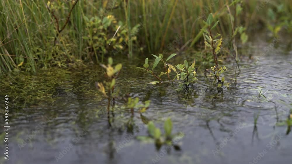 Raindrops Rippling On A Pond Raindrops Rippling On A Pond