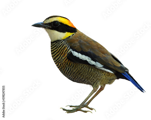 female of malayan banded pitta fully standing isolated on white background, lovely bird