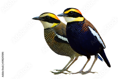 sweet colorful birds stick together isolated on white background, malayan banded pitta © prin79