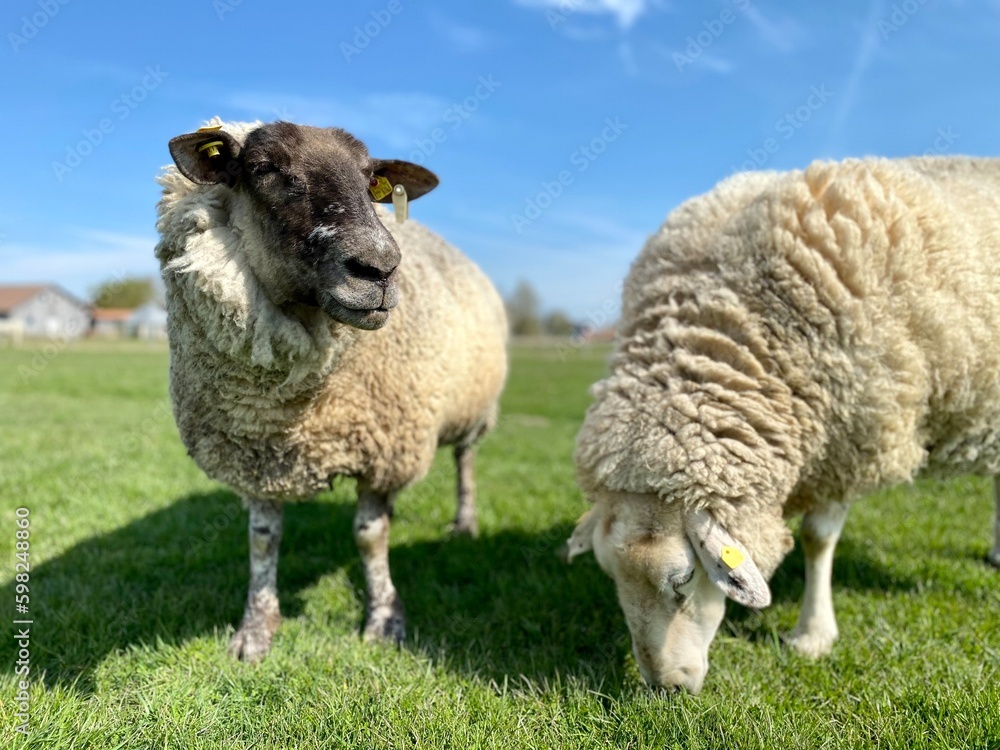 Two sheep on a green meadow in good weather Two sheep on a green meadow in good weather