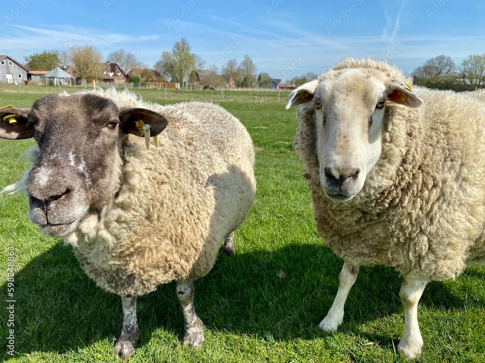 Fototapeta premium Two sheep on a green meadow in good weather
