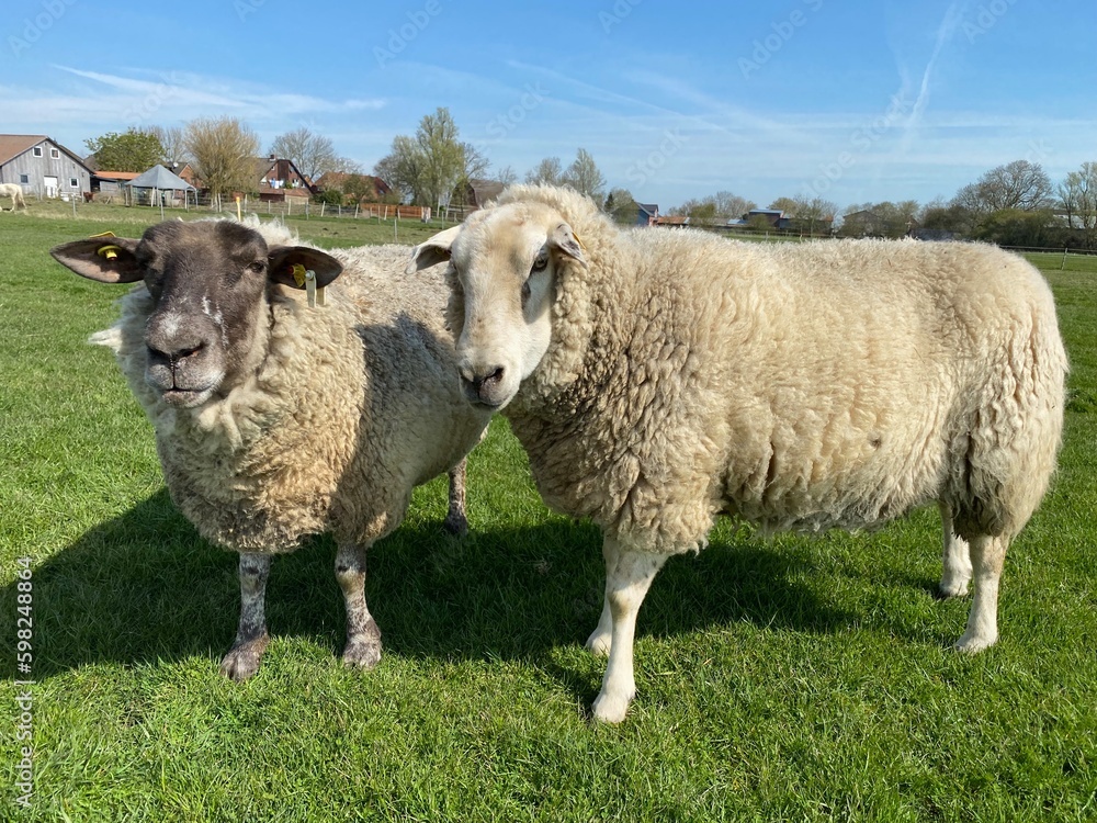 Fototapeta premium Two sheep on a green meadow in good weather