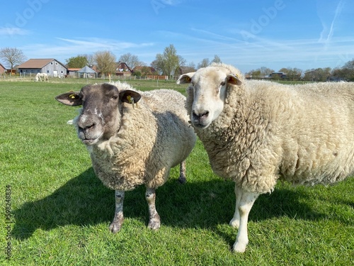Two sheep on a green meadow in good weather