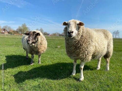Two sheep on a green meadow in good weather