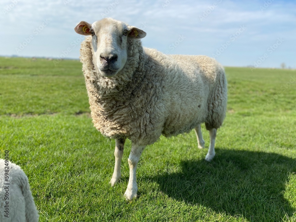 Sheep on a green meadow in good weather Sheep on a green meadow in good weather