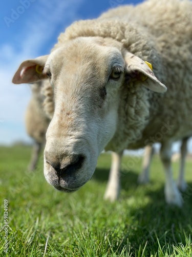 Close-up of a sheep eating on a green meadow under blue sky