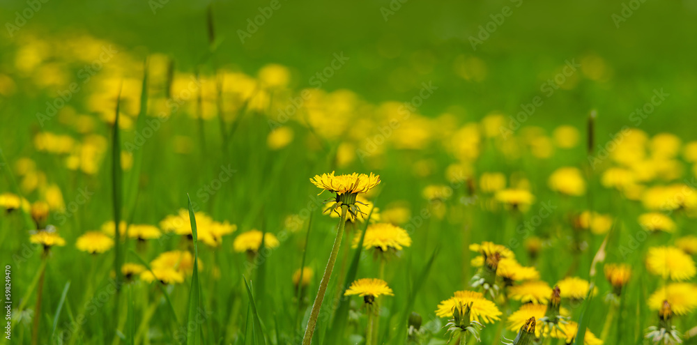 Obraz premium Yellow wildflowers of blooming dandelions on green background of grass lawn summertime for calendar, seasons banner, weather.