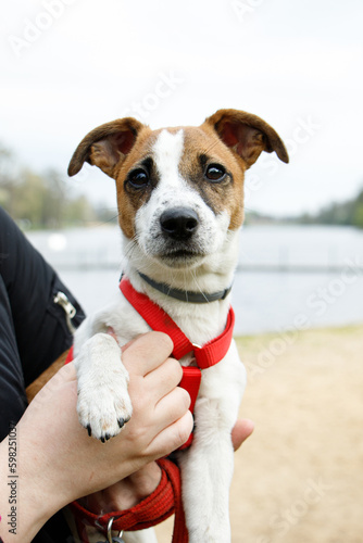 Fototapeta Naklejka Na Ścianę i Meble -  jack russell terrier puppy