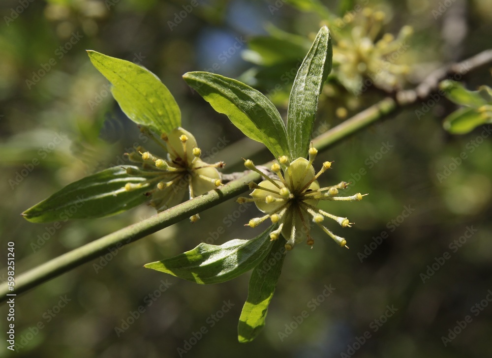 Obraz premium Cornus mas tree with small yellow flowers at spring