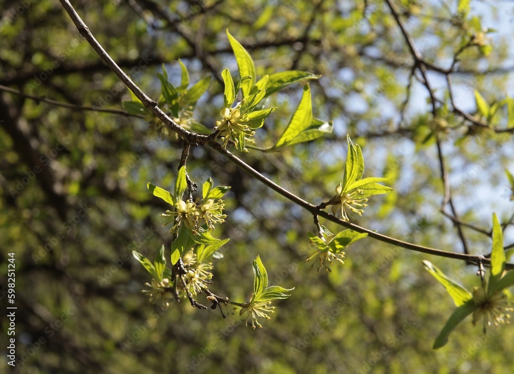 Cornus mas tree with small yellow flowers at spring Cornus mas tree with small yellow flowers at spring