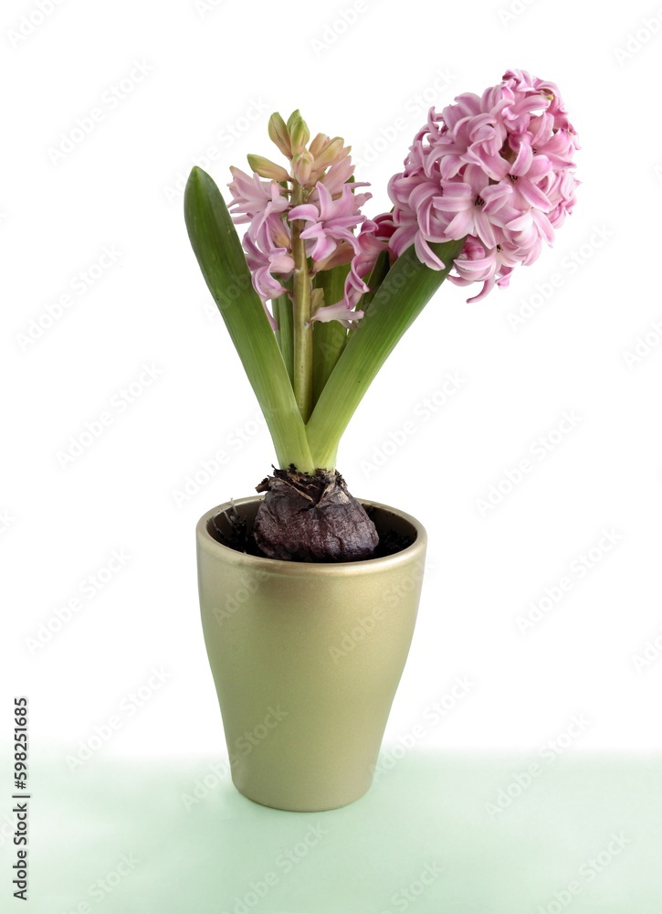 pretty hyacinth flower as potted plant at spring pretty hyacinth flower as potted plant at spring