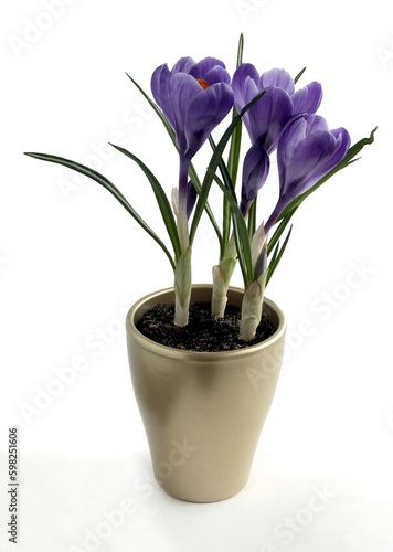lila crocus -flowers in a pot at spring