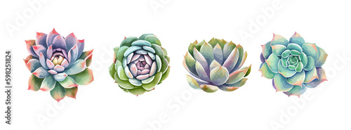 Coolection of succulent flower watercolor isolated on white background. Summer green botanical floral decoration elements. Vector illustration