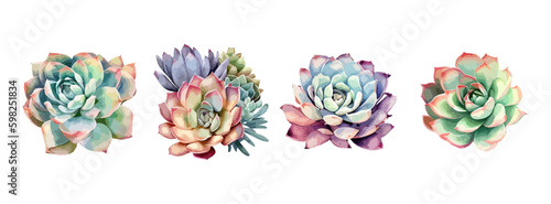 Coolection of succulent flower watercolor isolated on white background. Summer green botanical floral decoration elements. Vector illustration photo