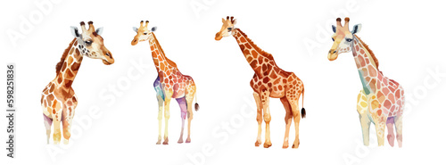 Set of giraffe animal watercolor isolated on white background. Cute safari, zoo, africa animal clipart. Vector illustration