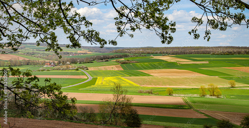 Fototapeta premium landscape with trees and flowers