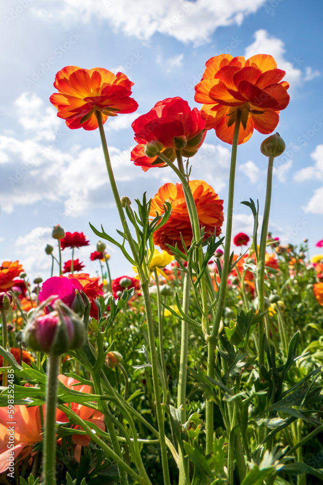 Multicolored flowers of cultivated garden buttercups against a sky with clouds
