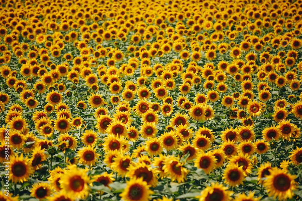 Sunflowers on the field Sunflowers on the field