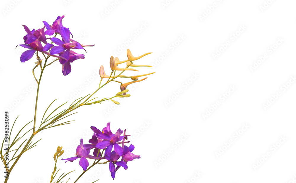 Flower border with field and meadow wildflowers isolated on white background for floral design of blooms for decoration.	