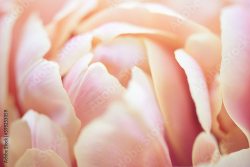 Flower petals close up, soft petals of beautiful tulip close up, nature background. Tulip bouquet, spring flower macro shot, blooming pastel pink tulip Easter backdrop, romantic wedding art watercolor