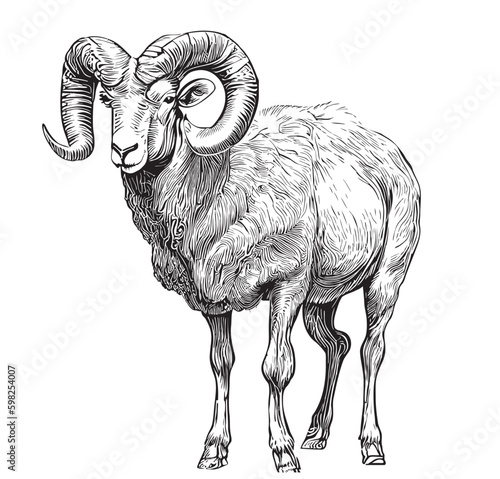 Mountain ram sheep hand drawn sketch Vector