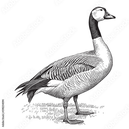 Farm goose hand drawn sketch Vector illustration Farming