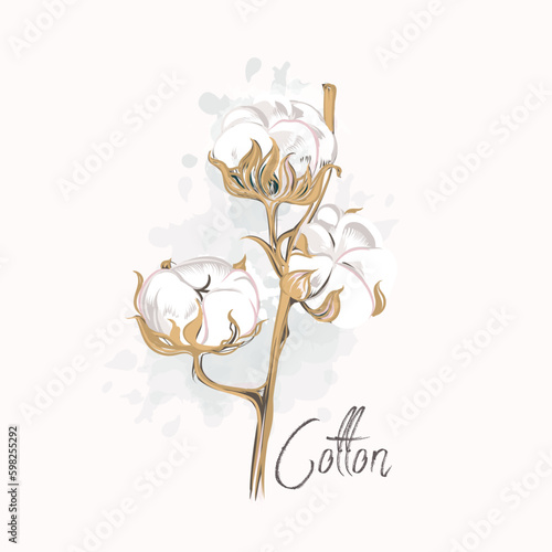 Beautiful vector hand drawn cotton flower in watercolor style