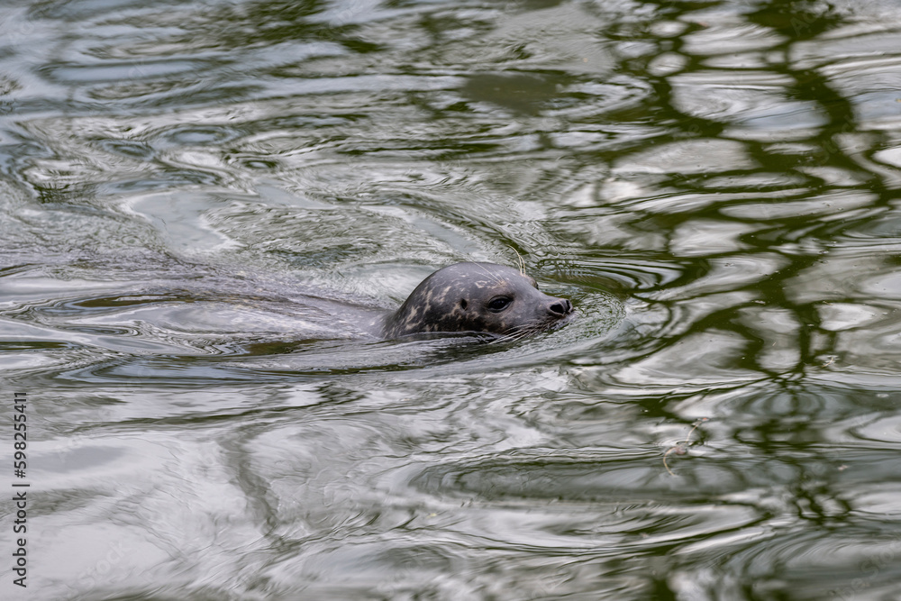 Swimming seal with its head above the water Swimming seal with its head above the water