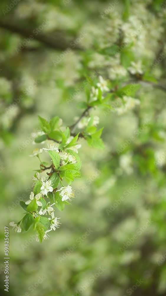 vertical video of tree flower vertical video of tree flower