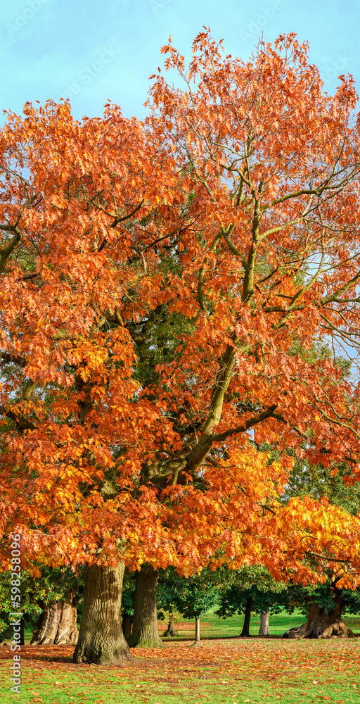 View of tree with golden colored leaves in London Greenwich park.
