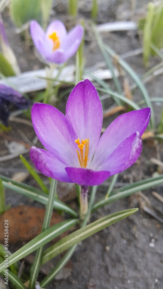 Naklejka premium purple crocus flower