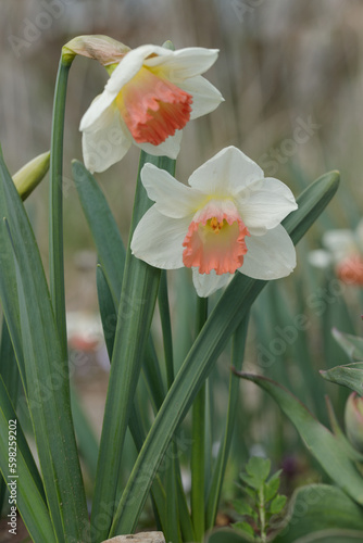 Large-cupped daffodils with white petals and pink corona.